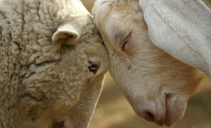 two sheep with foreheads touching