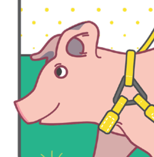 Potbellied pig illustration 