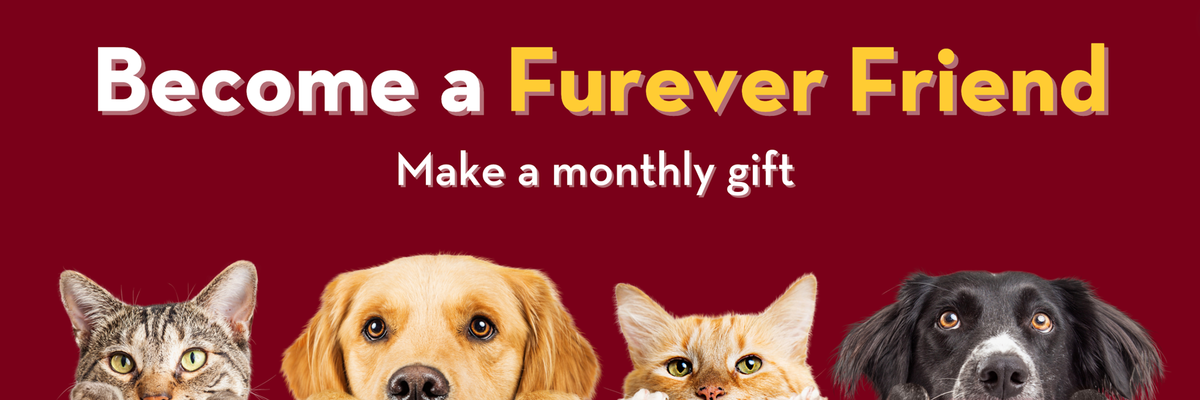 Become a furever friend - make a monthly gift